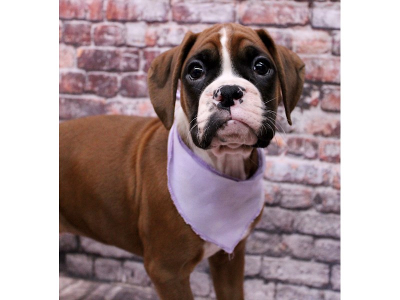 [#17663] Flashy Mahogany Female Boxer Puppies For Sale