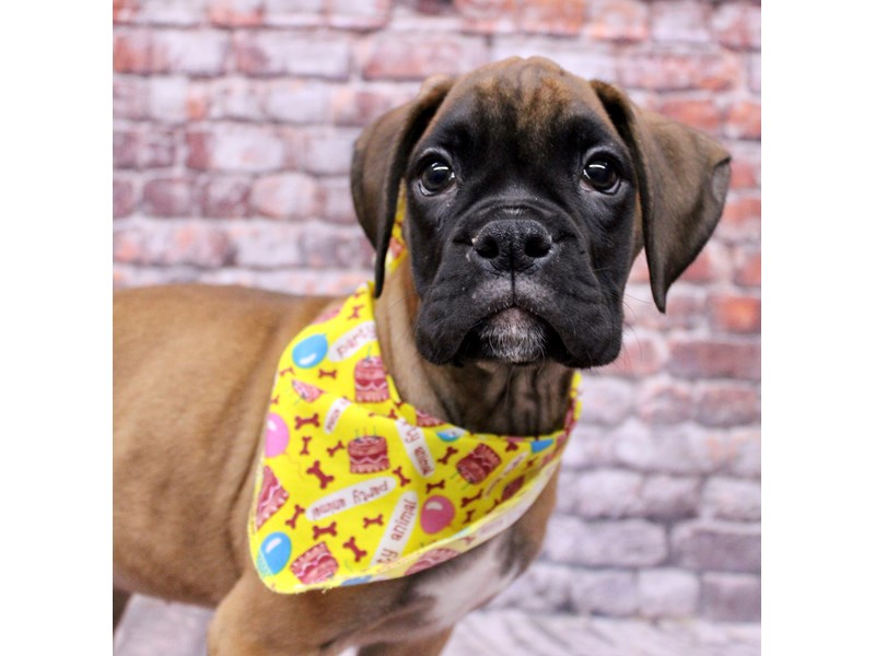[#17661] Fawn w/ Black Mask Female Boxer Puppies For Sale