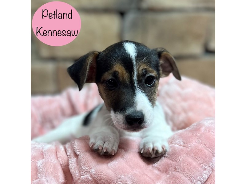 [#28982] Black / White Female Jack Russell Terrier Puppies For Sale