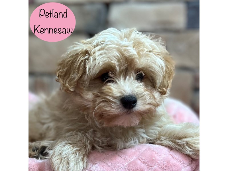 [#28975] Tan Female Pomapoo Puppies For Sale