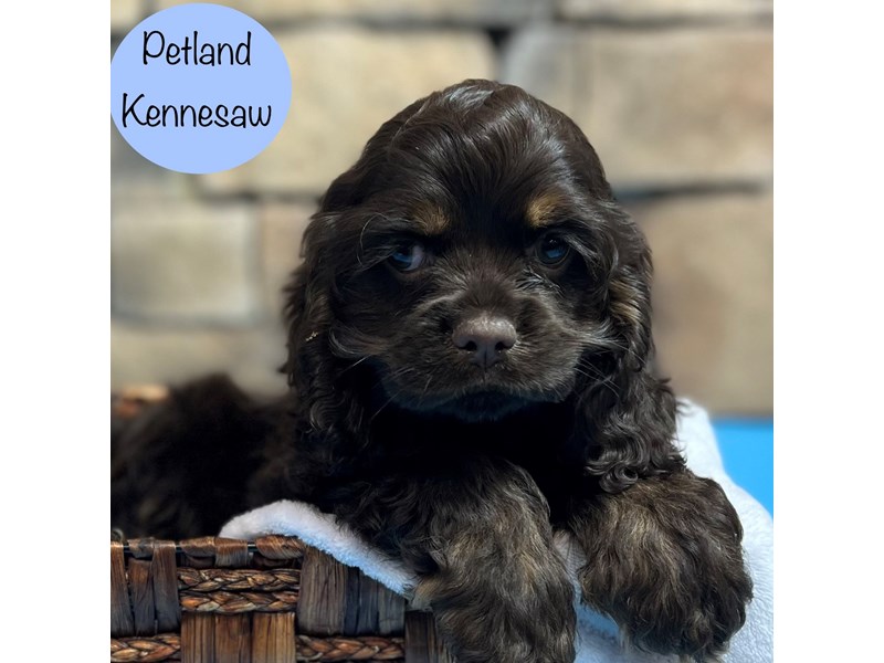 [#28963] Chocolate Male Cocker Spaniel Puppies For Sale