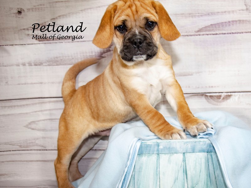 [#8524] Brown Male Puggle Puppies For Sale #1