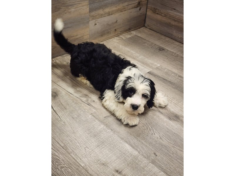[#19832] Black / White Female Old English Sheepdog/Poodle Puppies For Sale #1