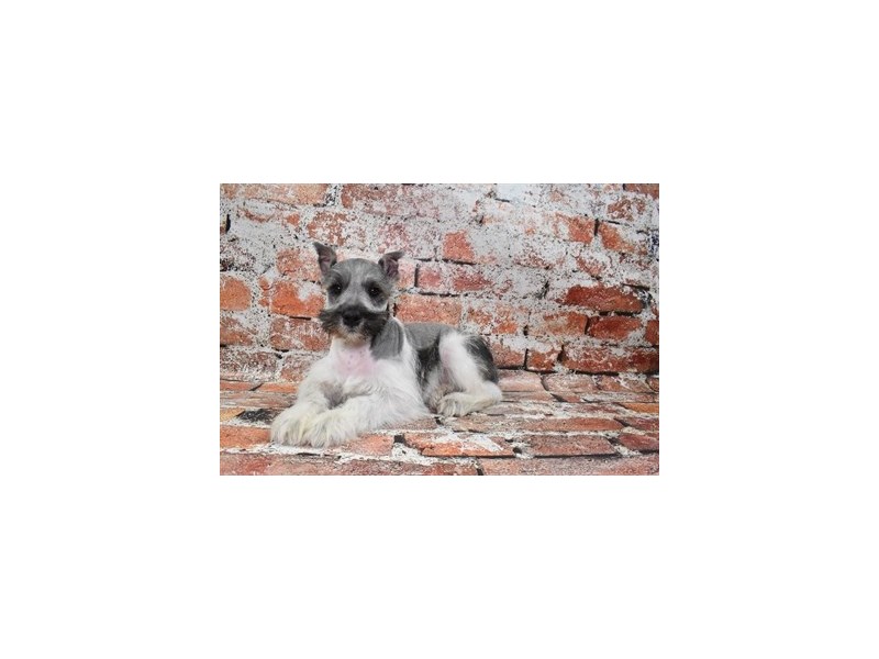[#12726] Salt and Pepper Male Miniature Schnauzer Puppies For Sale #1