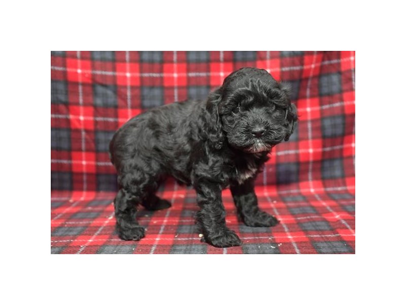 [#8558] Black Female Cockapoo Puppies For Sale #1
