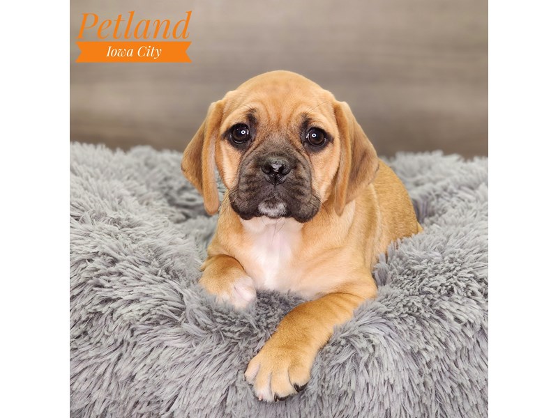 [#18570] Fawn Male Puggle Puppies For Sale #1