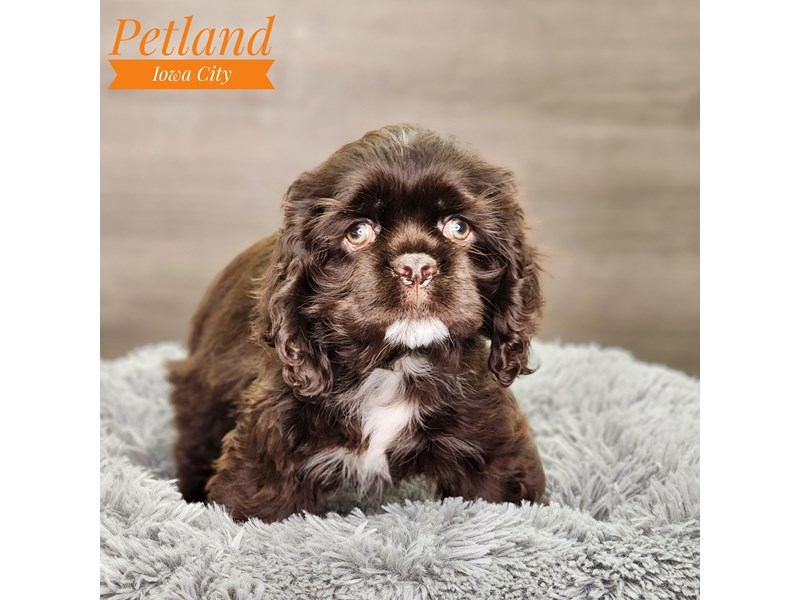 [#18569] Chocolate Female Cocker Spaniel Puppies For Sale