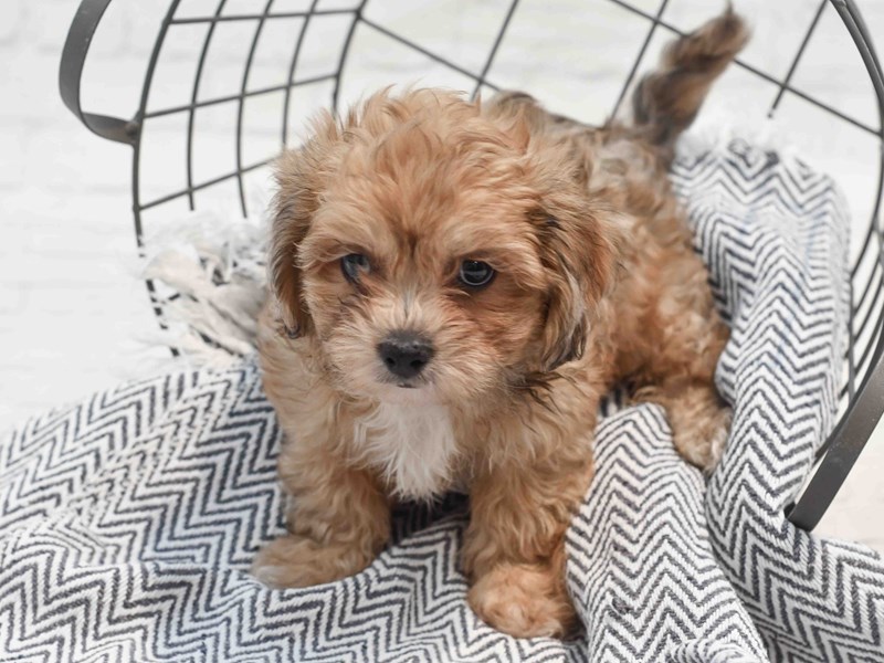 [#36212] Chocolate Female Shihpoo Puppies For Sale