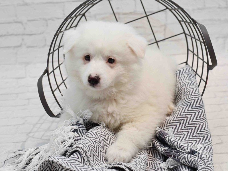 [#36213] White Male American Eskimo Puppies For Sale
