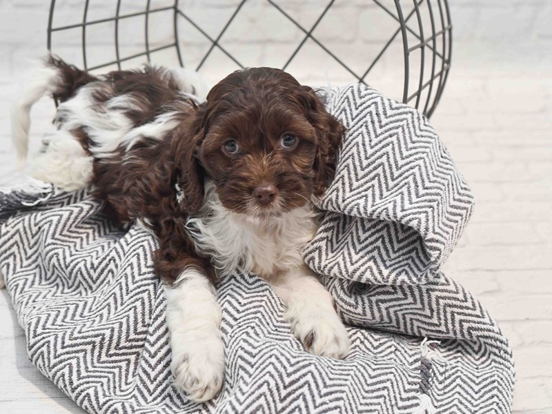 [#36229] Chocolate & White Female Cockapoo Puppies For Sale #1
