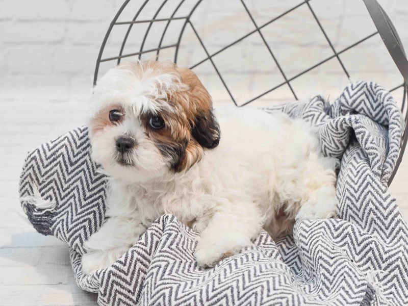 [#36232] Gold White & Black Female Shihpoo Puppies For Sale