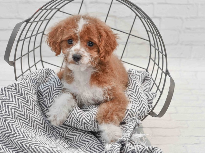 [#36241] Red & White Female Cavapoo Puppies For Sale #1