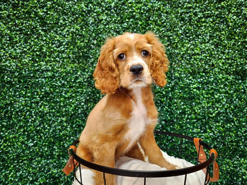 [#12689] Red Female Cocker Spaniel Puppies For Sale