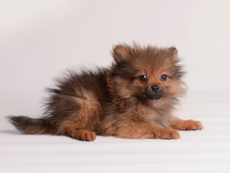 [#19996] Red Sable Male Pomeranian Puppies For Sale #1
