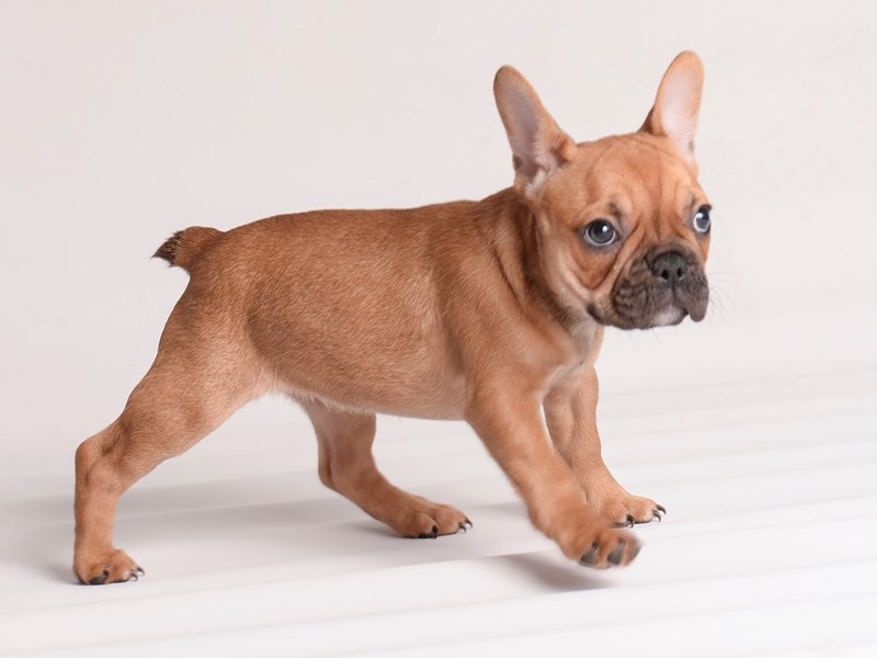 [#19991] Red Female French Bulldog Puppies For Sale