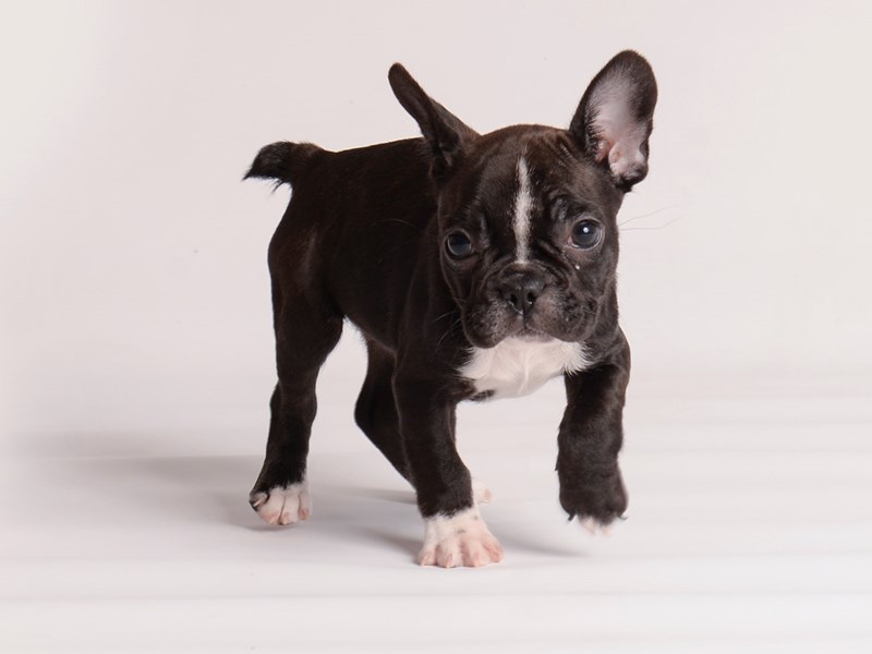 [#19990] Black and White Female French Bulldog Puppies For Sale #1