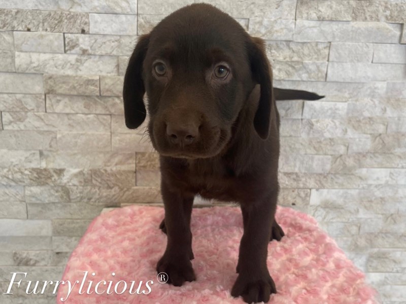 Labrador Retriever-DOG-Female-Chocolate-3944266