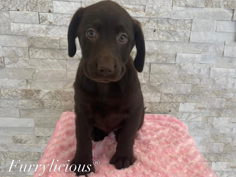 Labrador Retriever-DOG-Female-Chocolate-3944266-img2
