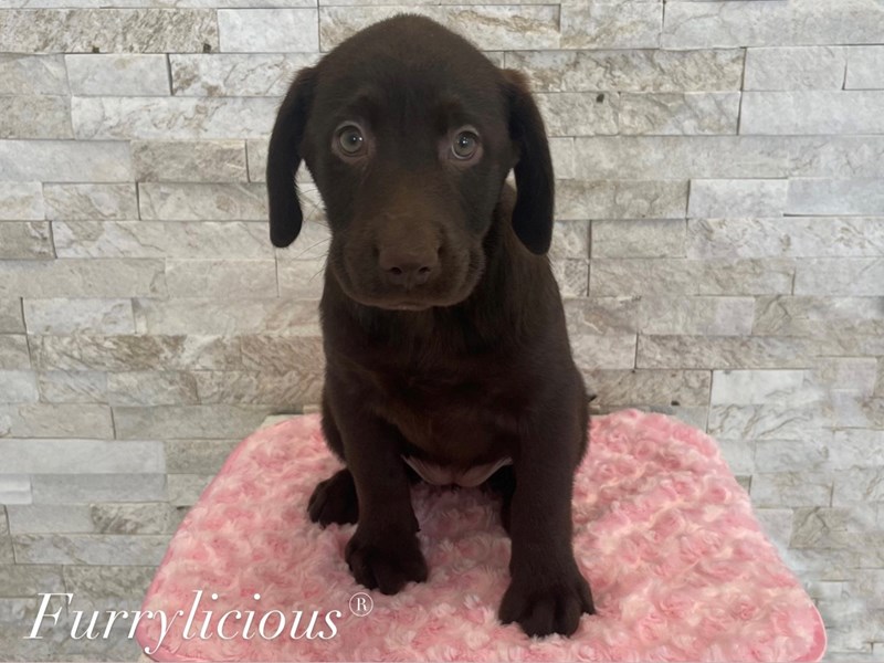 Labrador Retriever-DOG-Female-Chocolate-3944266-img3