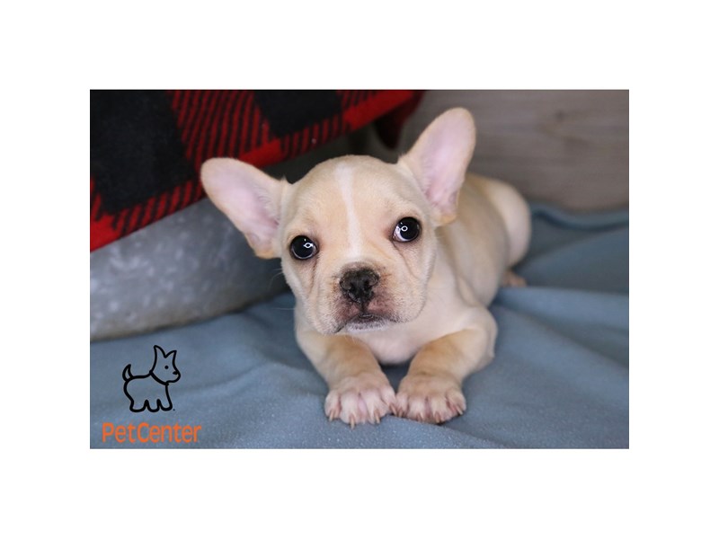 [#34052] Daryl - Cream and White Male French Bulldog Puppies For Sale