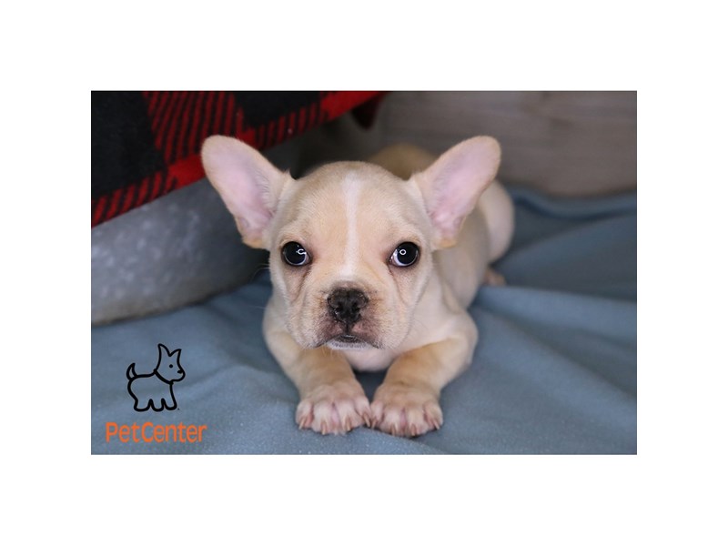 [#34052] Daryl - Cream and White Male French Bulldog Puppies For Sale #7
