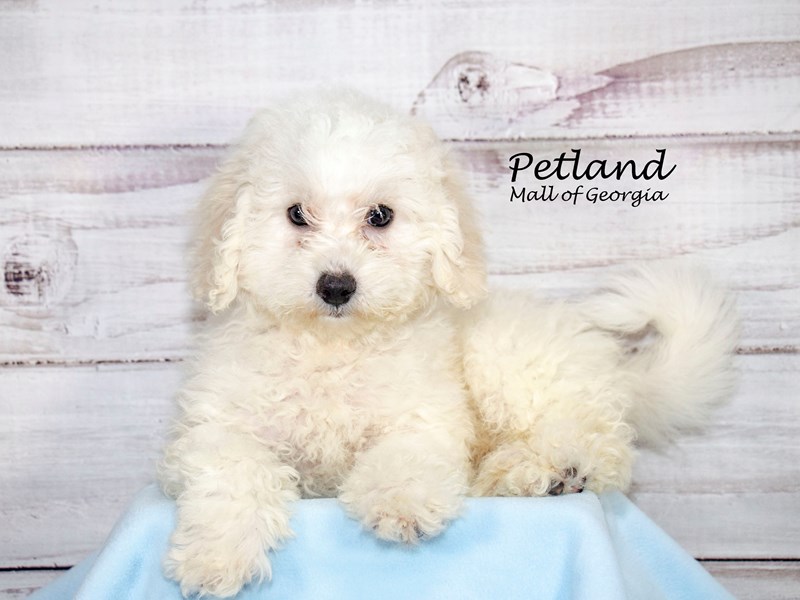 [#8600] White Male Bichonpoo Puppies For Sale