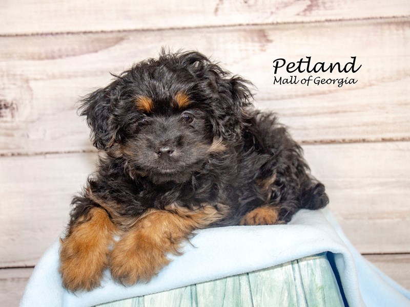 [#8565] Black / Tan Male Lhasapoo Puppies For Sale #1