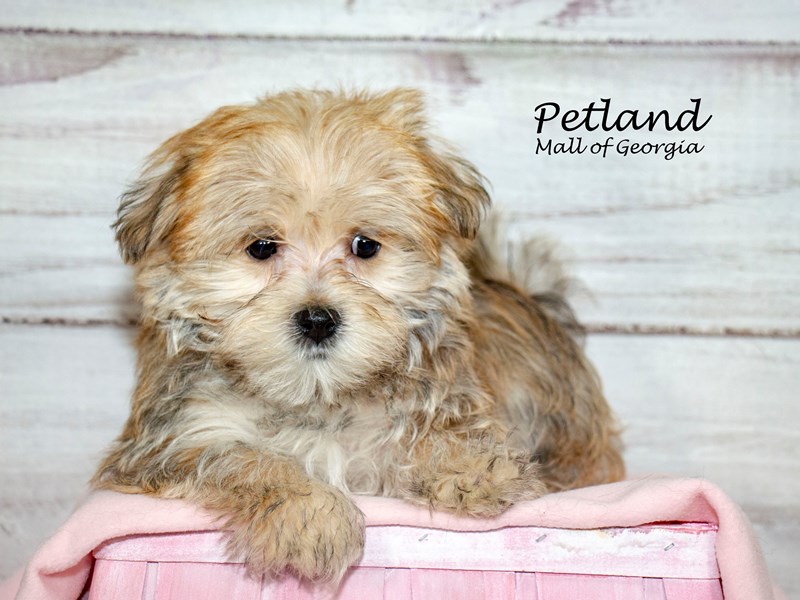[#8566] Brown Female Morkie Puppies For Sale #1