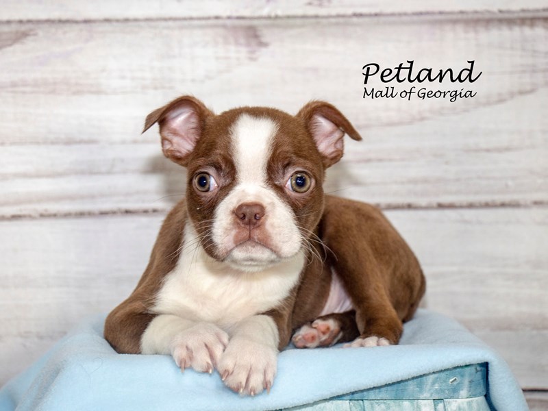 [#8567] Chocolate / White Male Boston Terrier Puppies For Sale