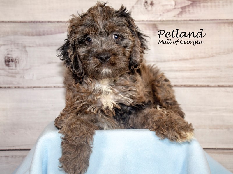 [#8616] Merle Male Cockapoo Puppies For Sale #1