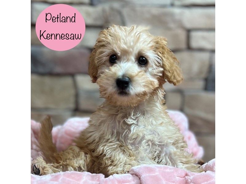 [#29021] Apricot Female Miniature Goldendoodle 2nd Gen Puppies For Sale #1