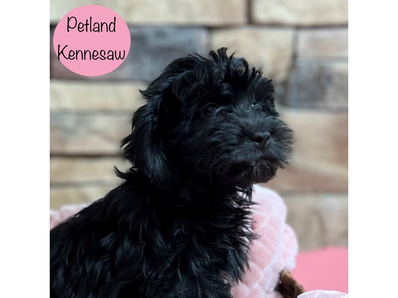 [#28997] Black Female Lhasapoo Puppies For Sale #1