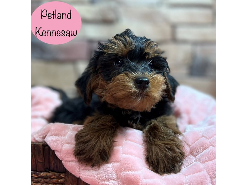 [#29012] Black / Tan Female Yorkalier Puppies For Sale
