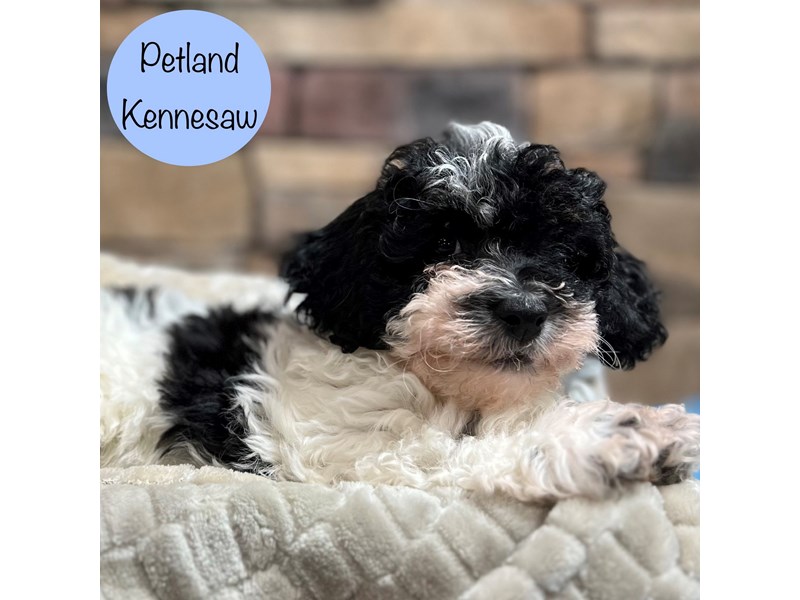 [#29009] Black / White Male Havapoo Puppies For Sale