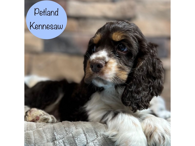 [#29017] Chocolate / Tan Male Cocker Spaniel Puppies For Sale #1