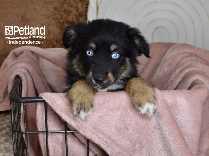 [#5453] Black Tri Female Miniature Australian Shepherd Puppies For Sale