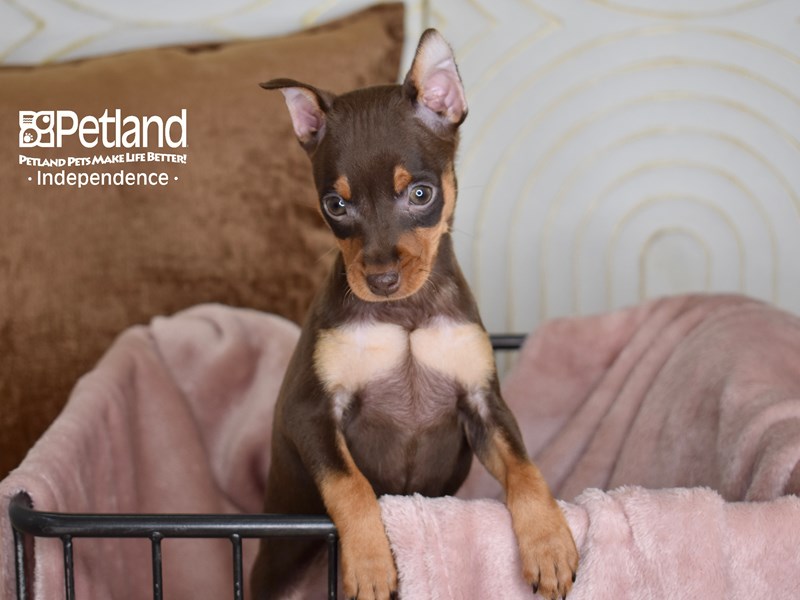 [#5444] Chocolate & Tan Female Miniature Pinscher Puppies For Sale #1