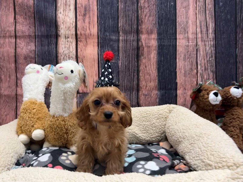 [#26019] Ruby Male Cavalier King Charles Spaniel/Poodle Puppies For Sale #1