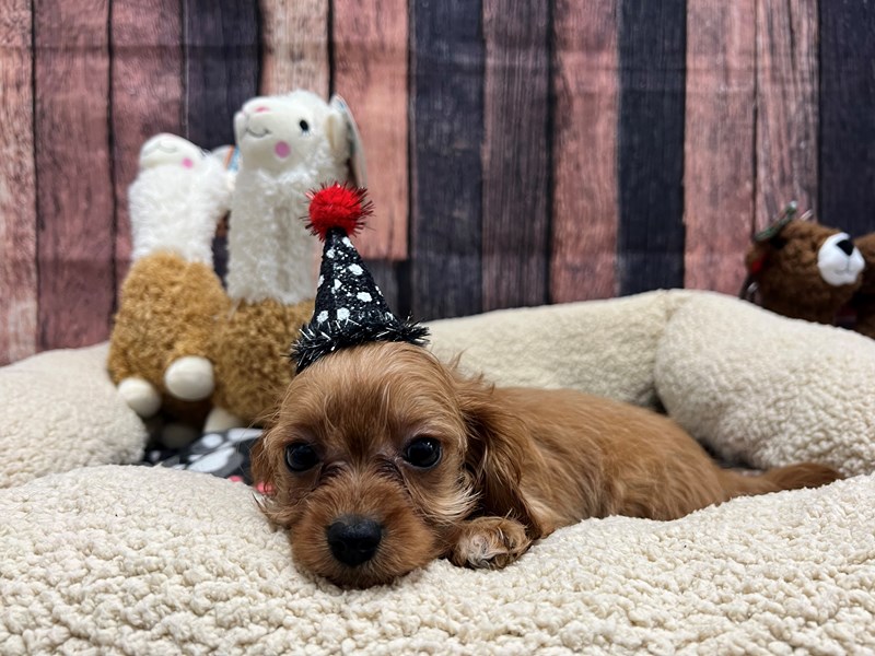 [#26019] Ruby Male Cavalier King Charles Spaniel/Poodle Puppies For Sale