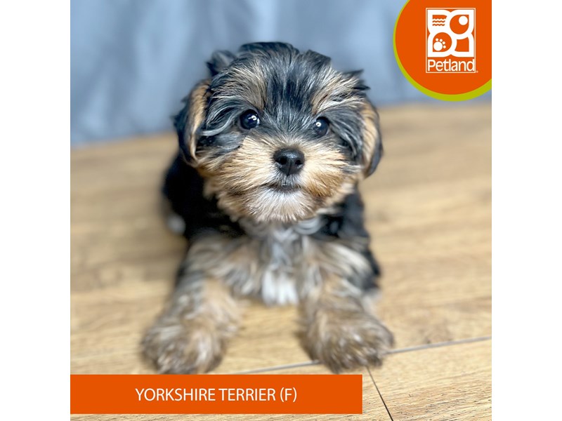 [#16370] Black / Tan Female Yorkshire Terrier Puppies For Sale #1