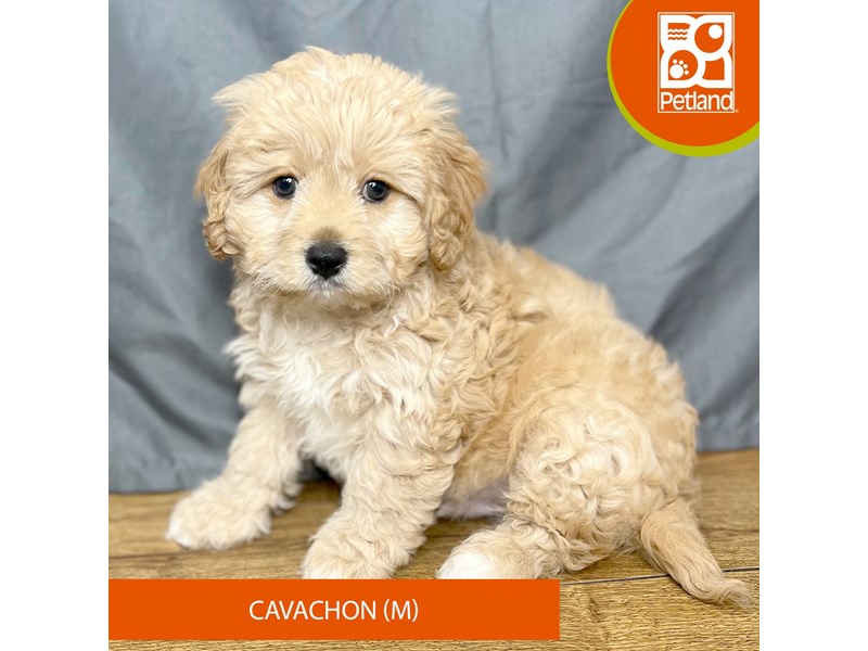 [#16364] White Male Cavachon Puppies For Sale