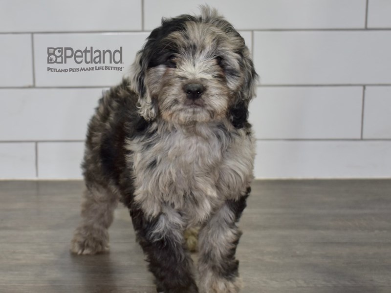 [#618] Blue Merle Male Miniature Goldendoodle 2nd Gen Puppies For Sale #1