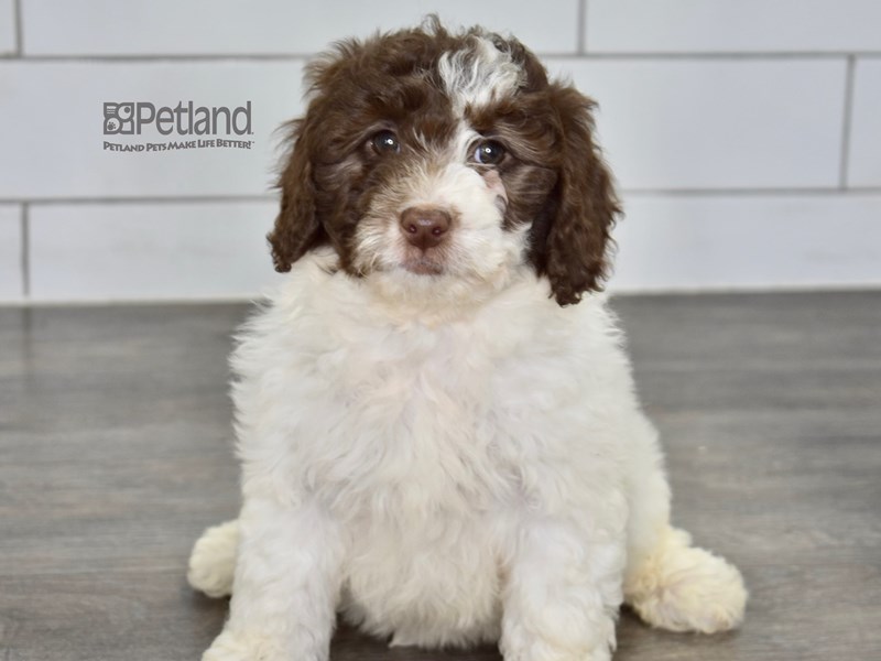 [#620] Chocolate & White Female Miniature Goldendoodle 2nd Gen Puppies For Sale #1