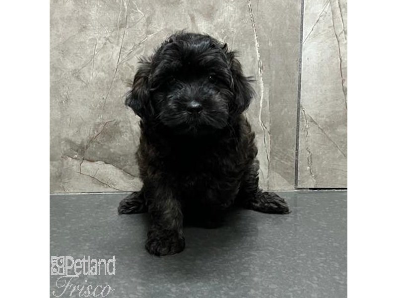 [#31135] Brown Female Cockapoo Puppies For Sale #1