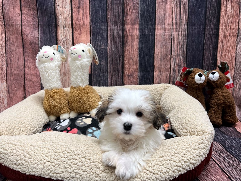 [#26003] Gold Sable Female Havanese Puppies For Sale