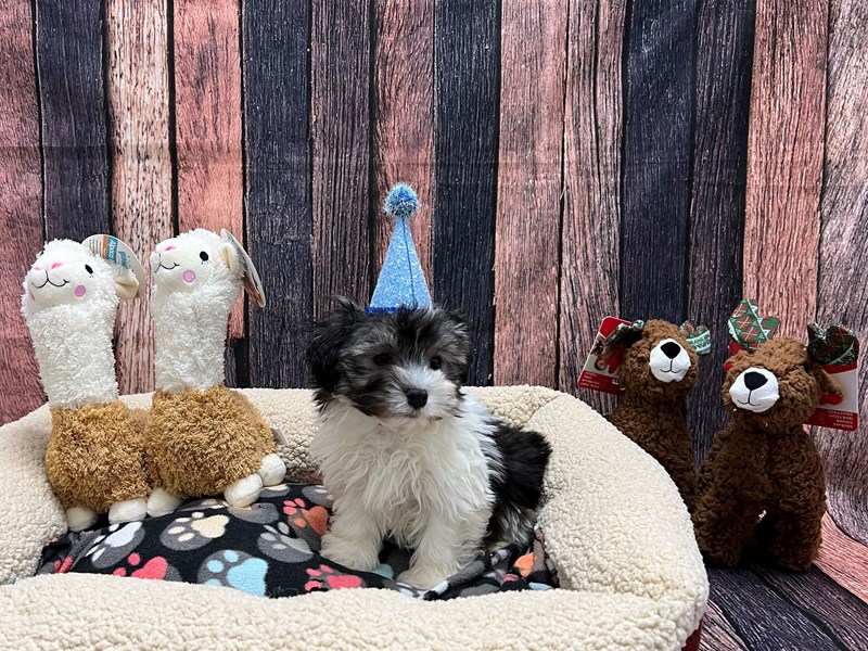 [#26001] Silver Brindle Male Havanese Puppies For Sale #1