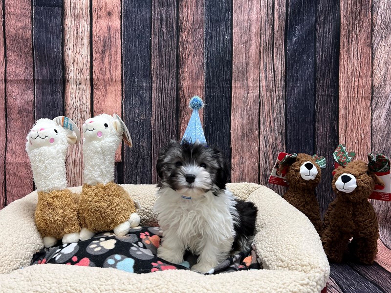 [#26001] Silver Brindle Male Havanese Puppies For Sale