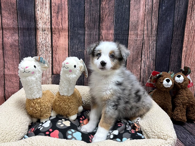 [#26009] Blue Merle White and Tan Male Australian Shepherd Puppies For Sale