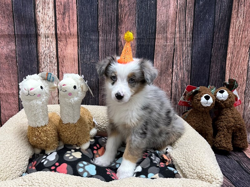 [#26009] Blue Merle White and Tan Male Australian Shepherd Puppies For Sale #2