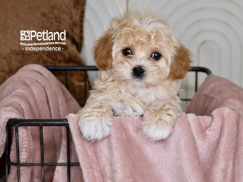 [#5459] Apricot Female Shih Poo Puppies For Sale #1